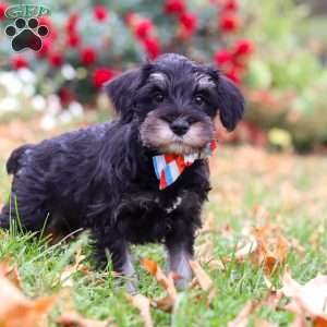 Otto, Miniature Schnauzer Puppy