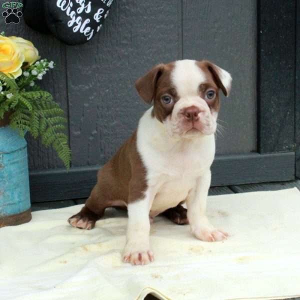 Otto, Boston Terrier Puppy