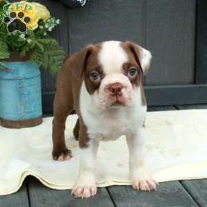 Otto, Boston Terrier Puppy