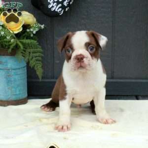 Otto, Boston Terrier Puppy