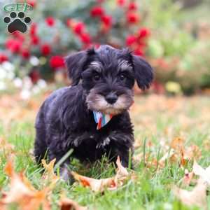 Otto, Miniature Schnauzer Puppy
