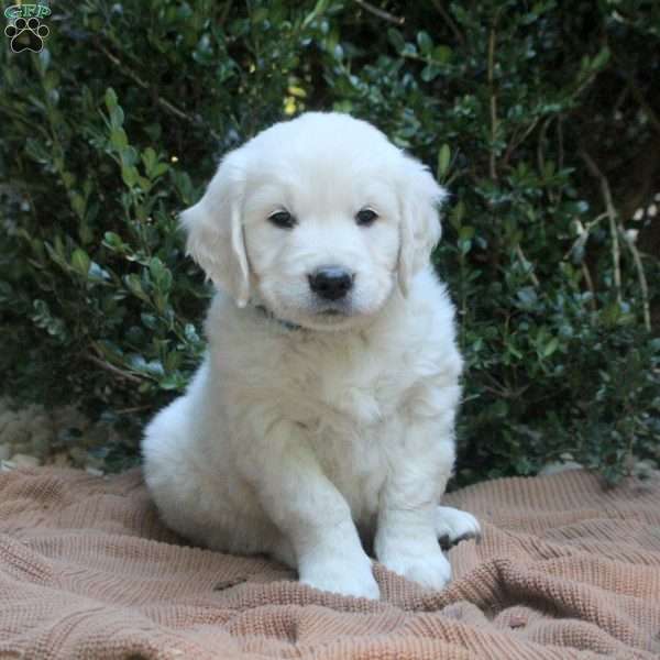 Owen, Golden Retriever Puppy