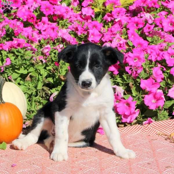 Owen, Border Collie Puppy