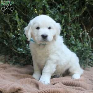 Owen, Golden Retriever Puppy