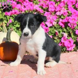 Owen, Border Collie Puppy