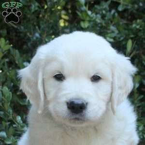 Owen, Golden Retriever Puppy