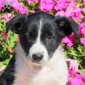 Owen, Border Collie Puppy