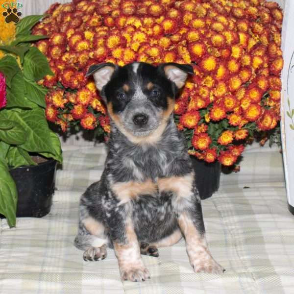 Ozzy, Blue Heeler – Australian Cattle Dog Puppy