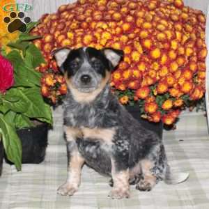 Ozzy, Blue Heeler – Australian Cattle Dog Puppy