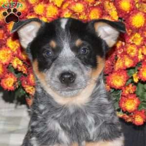 Ozzy, Blue Heeler – Australian Cattle Dog Puppy