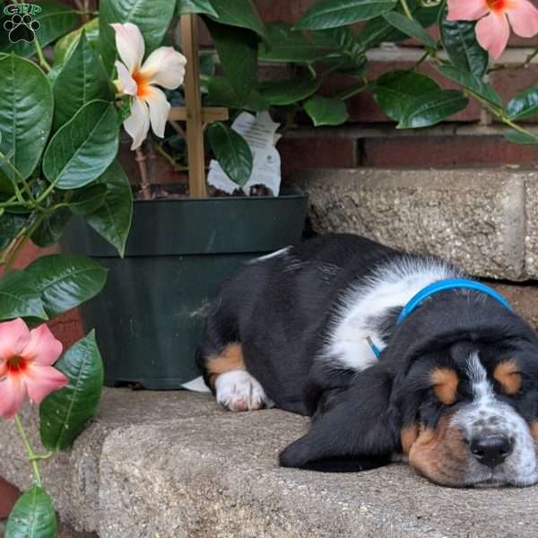 Dann, Basset Hound Puppy