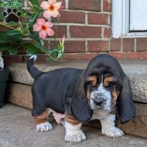 Demi, Basset Hound Puppy