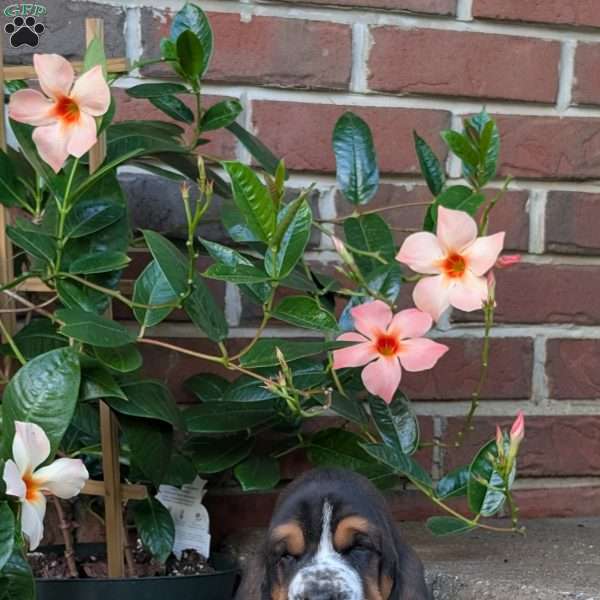 Demi, Basset Hound Puppy