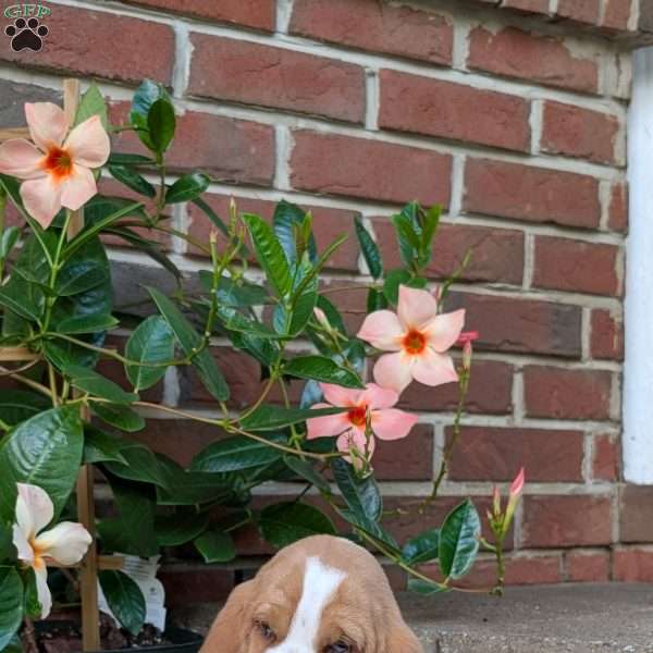 Daffy, Basset Hound Puppy