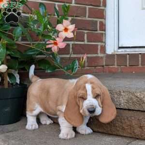 Daffy, Basset Hound Puppy