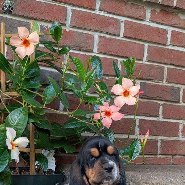 Dana, Basset Hound Puppy