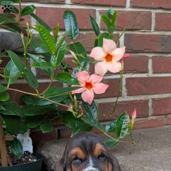 Dolly, Basset Hound Puppy