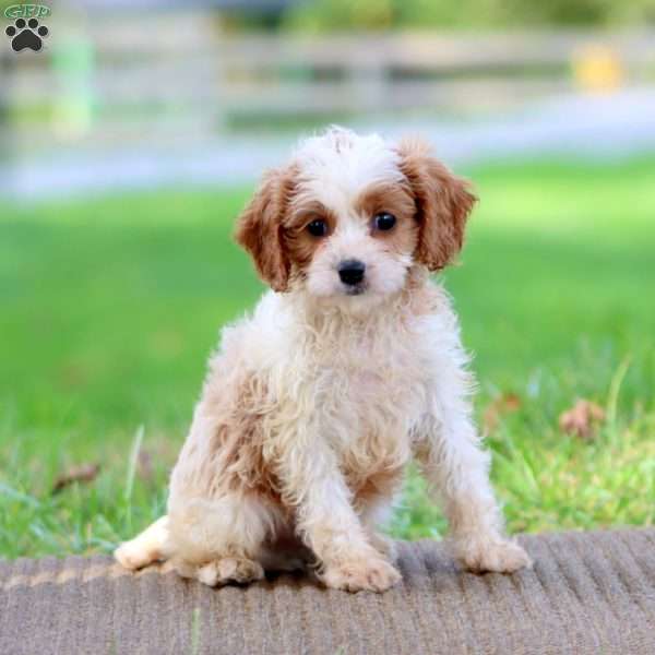 Pablo, Cavapoo Puppy