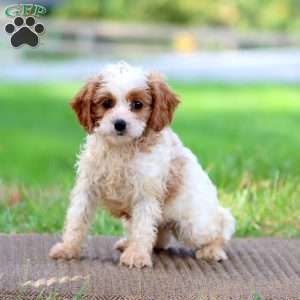Pablo, Cavapoo Puppy