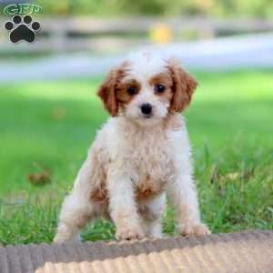 Pablo, Cavapoo Puppy