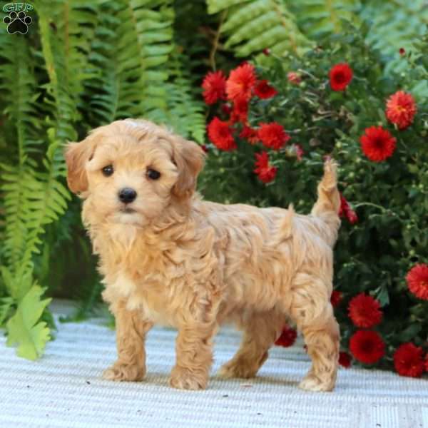 Palmer, Havapoo Puppy