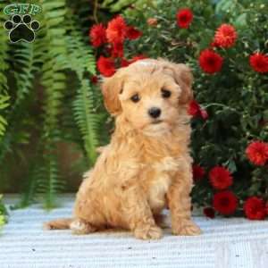 Palmer, Havapoo Puppy