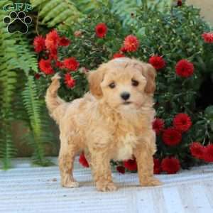 Palmer, Havapoo Puppy