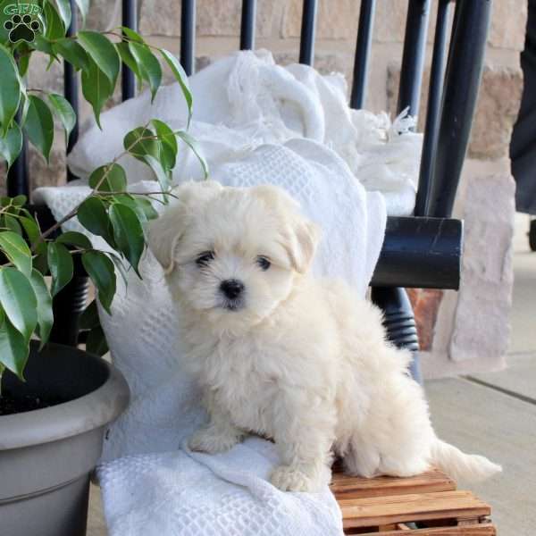 Pansey, Shih Tzu Mix Puppy