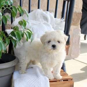 Pansey, Shih Tzu Mix Puppy