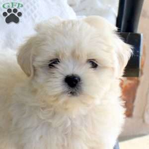 Pansey, Shih Tzu Mix Puppy