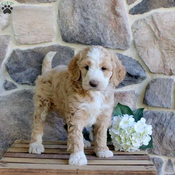 Pansy, Bernedoodle Puppy