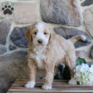Pansy, Bernedoodle Puppy