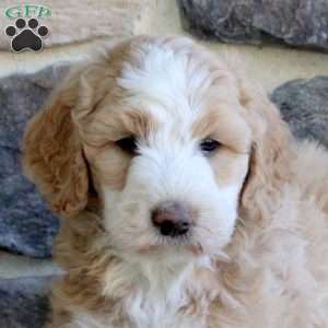 Pansy, Bernedoodle Puppy