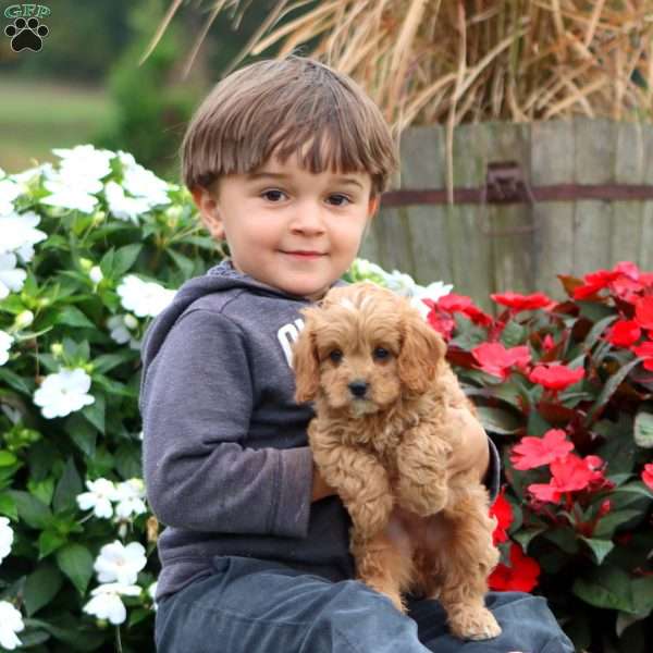 Pansy, Cavapoo Puppy