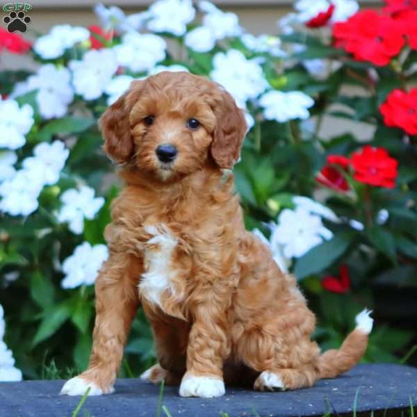 Pansy, Goldendoodle Puppy