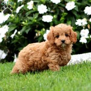 Pansy, Cavapoo Puppy