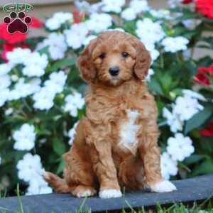 Pansy, Goldendoodle Puppy