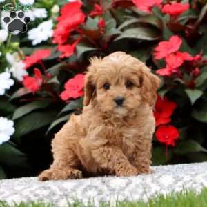 Pansy, Cavapoo Puppy