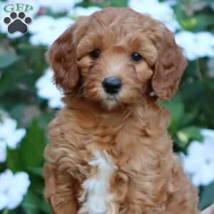 Pansy, Goldendoodle Puppy