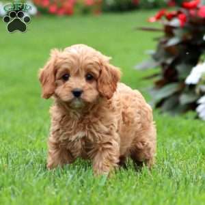 Pansy, Cavapoo Puppy