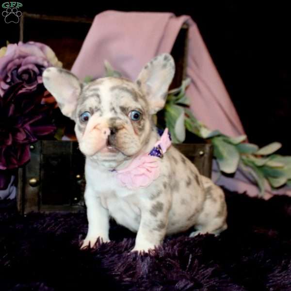 Paris, French Bulldog Puppy