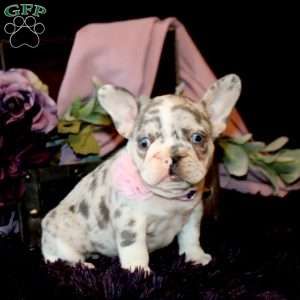 Paris, French Bulldog Puppy