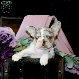 Paris, French Bulldog Puppy