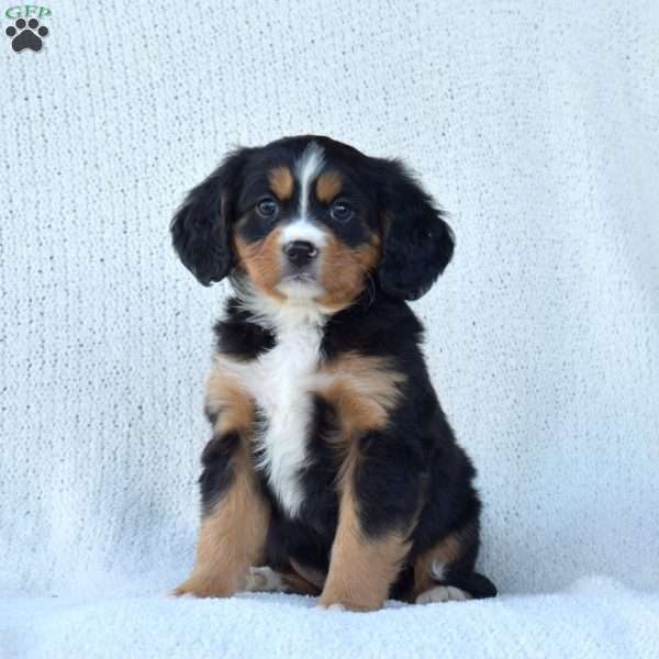 Parker, Miniature Bernese Mountain Dog Puppy