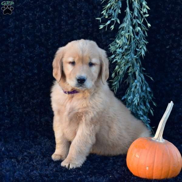Parker, Golden Retriever Puppy