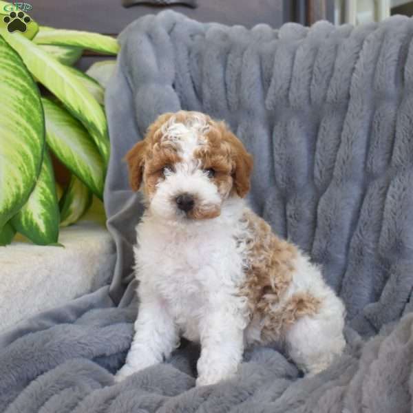 Parker, Miniature Poodle Mix Puppy