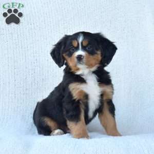 Parker, Miniature Bernese Mountain Dog Puppy