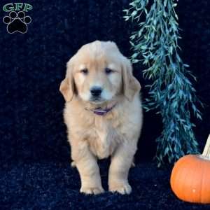 Parker, Golden Retriever Puppy