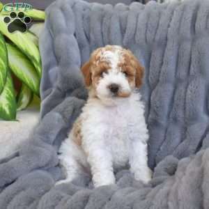 Parker, Miniature Poodle Mix Puppy