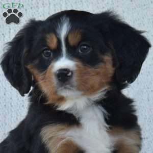 Parker, Miniature Bernese Mountain Dog Puppy